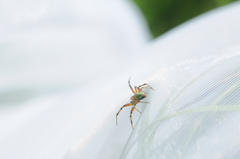 Araniella opisthographa