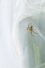 Araniella opisthographa
