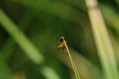 Araniella opisthographa