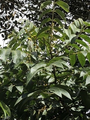 Senna viarum