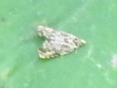 Dichrorampha leopardana