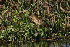 Botaurus lentiginosus image