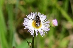 Halictus rubicundus