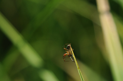 Araniella opisthographa