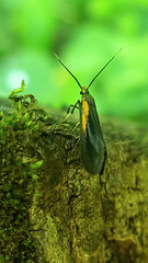 Mathildana newmanella