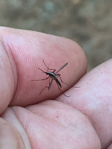 Aedes atlanticus photo 3