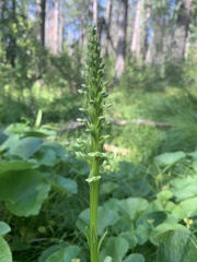 Platanthera huronensis