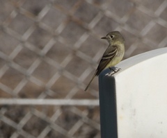 Empidonax difficilis