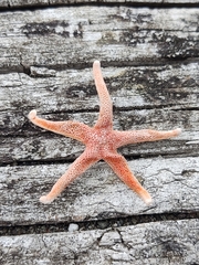 Henricia leviuscula