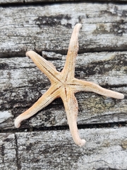 Henricia leviuscula
