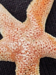 Henricia leviuscula