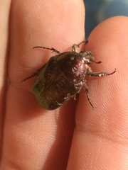 Protaetia cuprea