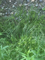 Carex baileyi