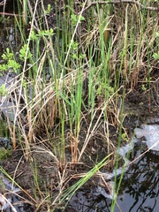 Carex lasiocarpa