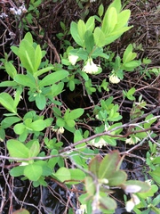 Lonicera villosa