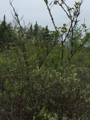 Viburnum cassinoides