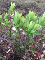 Lonicera villosa