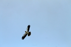 Daptrius albogularis