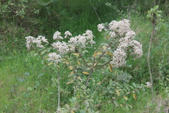 Vernonanthura patens