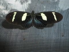 Heliconius wallacei