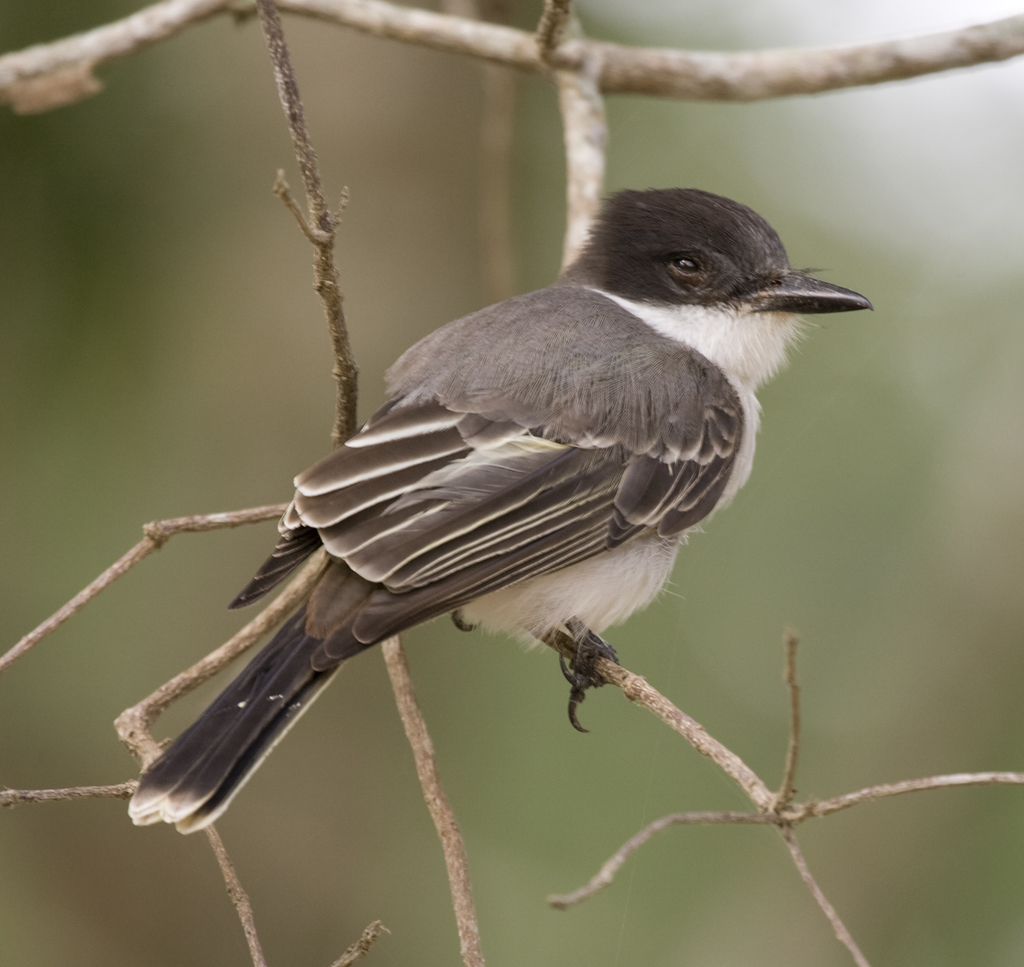 Loggerhead Kingbird