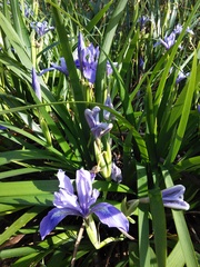 Iris douglasiana