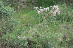 Vernonanthura patens