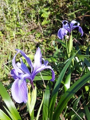 Iris douglasiana