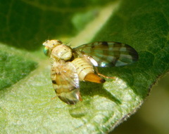Terellia tussilaginis