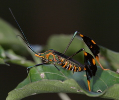 Diactor bilineatus