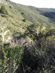 Neotoma fuscipes annectens