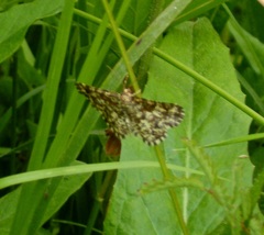 Heliomata glarearia