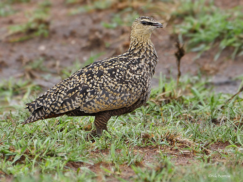 Yellow-throated Sandgrouse