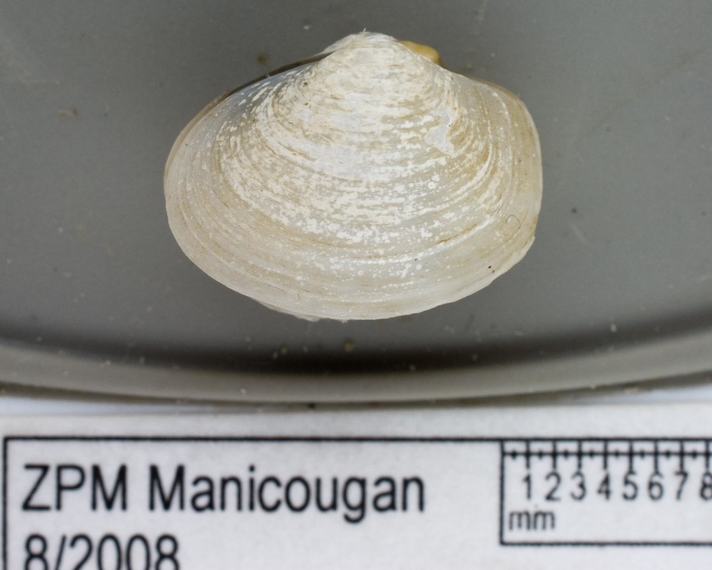 Thracia myopsis