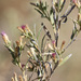 Wild Sage - Photo (c) Arthur Chapman, some rights reserved (CC BY-NC-SA)