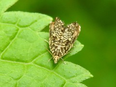 Dichrorampha leopardana