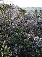 Neotoma fuscipes annectens