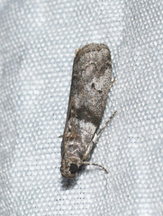 Sciota subfuscella