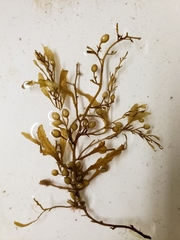 Sargassum filipendula