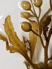 Sargassum filipendula