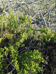 Neotoma fuscipes annectens