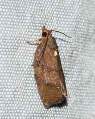 Argyrotaenia juglandana