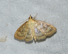 Crocidophora serratissimalis