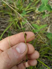 Rhynchospora capitellata