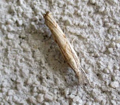 Agriphila geniculea