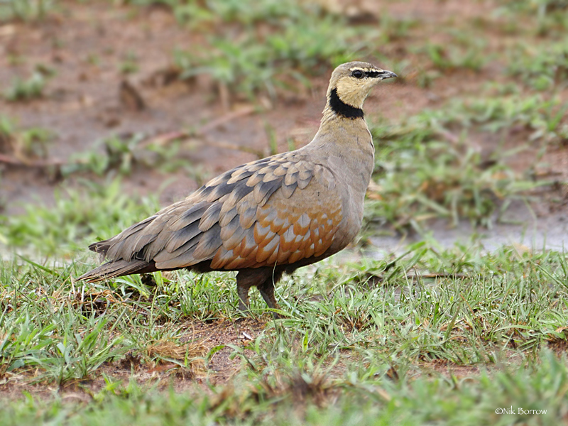 Yellow-throated Sandgrouse photo