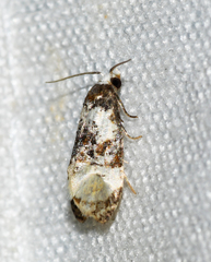 Phalonidia memoranda