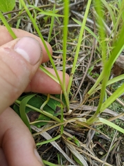 Rhynchospora capitellata