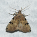 Fan-foot Moths - Photo (c) Josh Vandermeulen, some rights reserved (CC BY-NC-ND), uploaded by Josh Vandermeulen