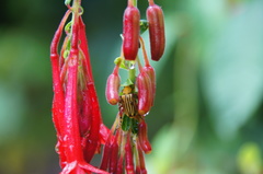 Fuchsia boliviana luxurians